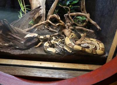 Boa constrictor - 2021