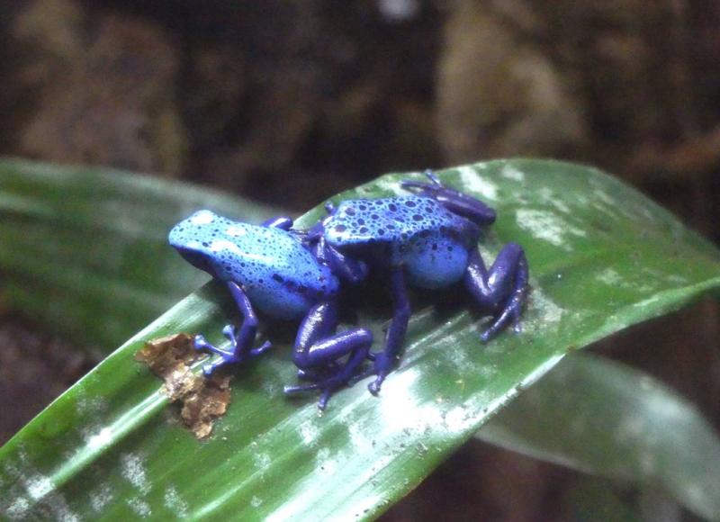 Dendrobate bleu