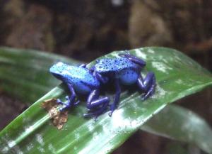 Dendrobate bleu