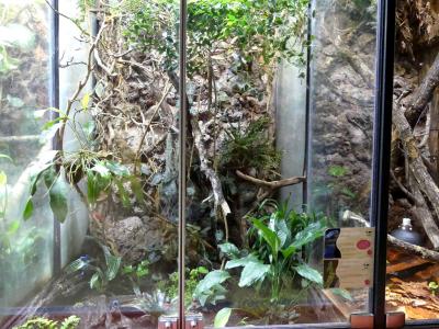 Dendrobate bleu - 2021