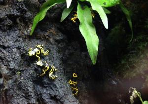 Dendrobate jaune et noire
