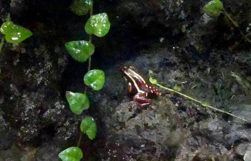 Dendrobate tricolore
