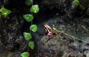Dendrobate tricolore