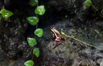 Dendrobate tricolore - 2021