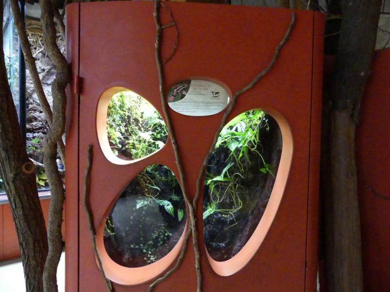 Dendrobate tricolore