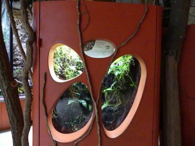 Dendrobate tricolore - 2021