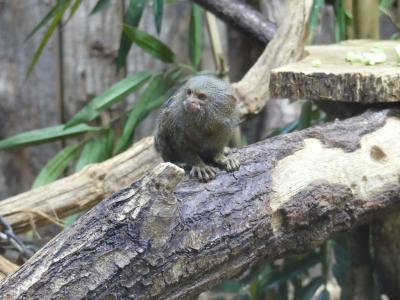 Ouistiti pygmée - 2021