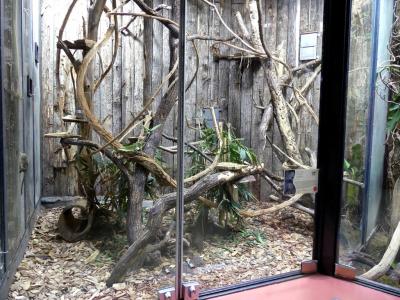 Ouistiti pygmée - 2021