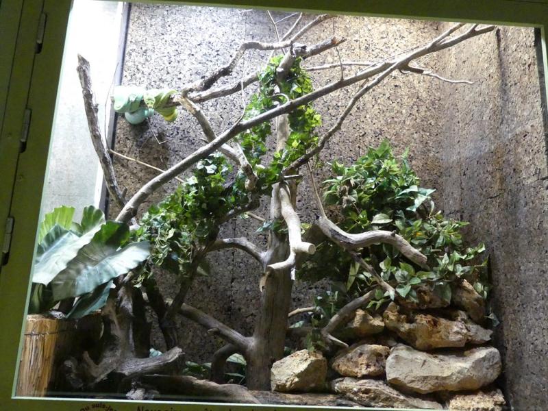 Python vert