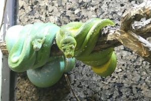 Python vert