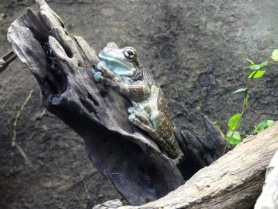 Rainette kanawalu - 2021