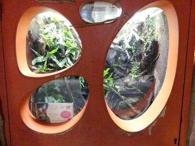 Rainette kanawalu - 2021