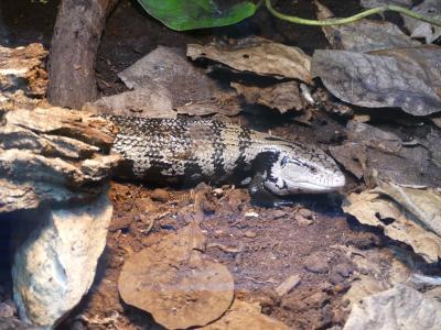 Tégu noir et blanc - 2021