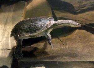 Tortue à cou de serpent