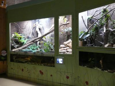 Tortue à cou de serpent - 2021