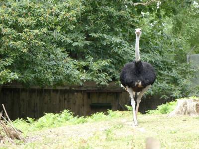 Autruche - 2012