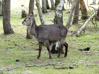 Cobe à croissants - 2021