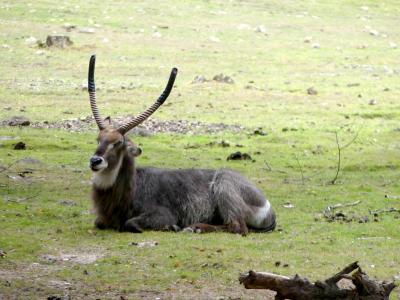 Cobe à croissants - 2021