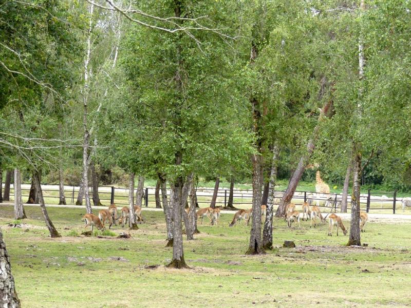 Cobe de Lechwe