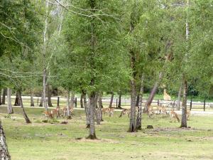Cobe de Lechwe