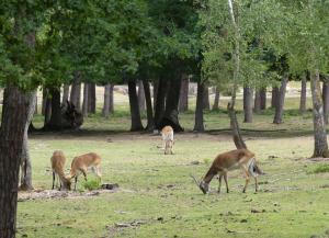 Cobe de Lechwe