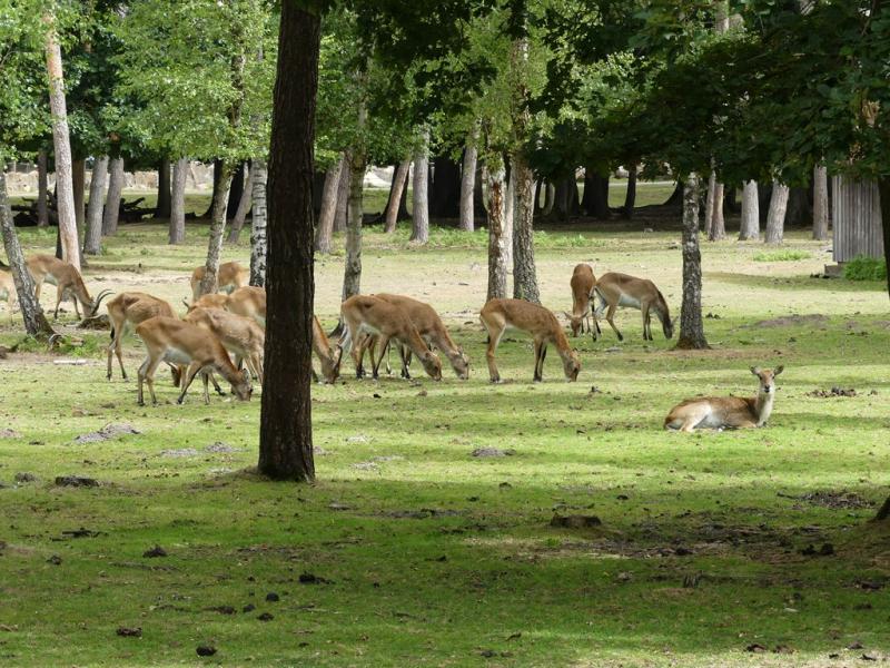 Cobe de Lechwe