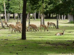 Cobe de Lechwe