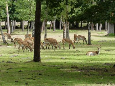 Cobe de Lechwe - 2021