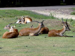 Cobe de Lechwe