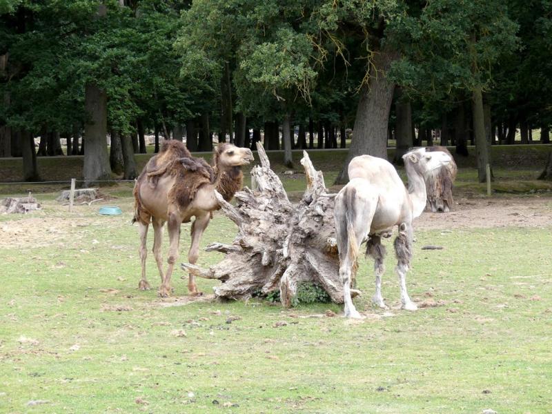 Dromadaire