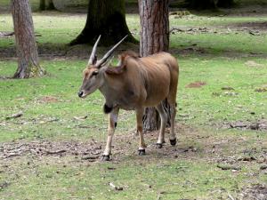 Eland du Cap