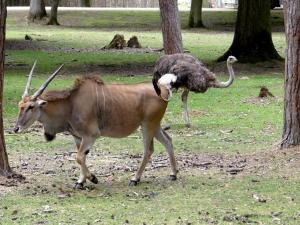 Eland du Cap