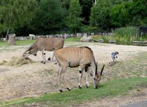 Eland du Cap