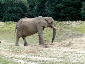 Eléphant d'Afrique