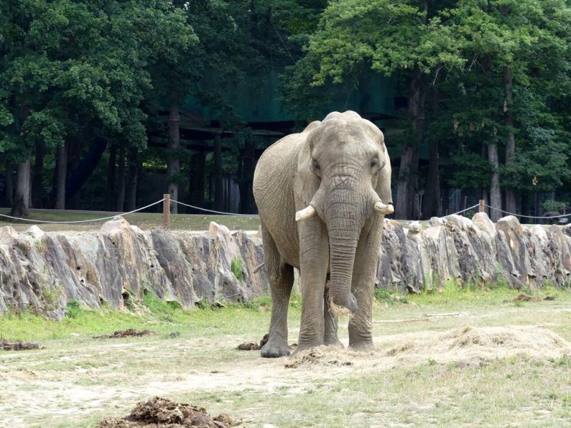 Eléphant d'Afrique