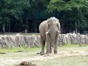 Eléphant d'Afrique