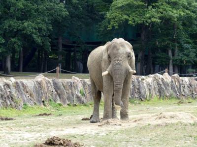 Eléphant d'Afrique - 2021