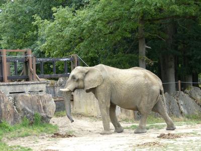 Eléphant d'Afrique - 2021