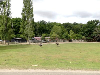 Plaine africaine - 2021