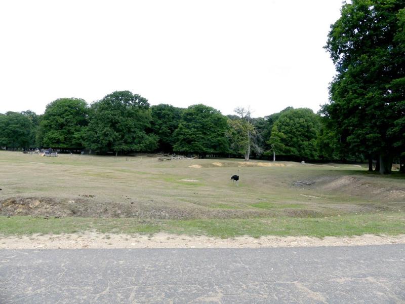 Plaine africaine