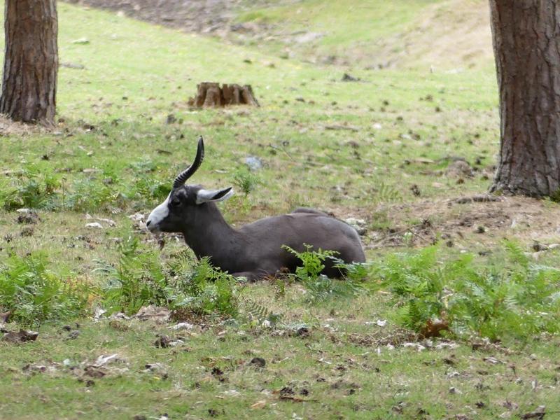 Springbok noir
