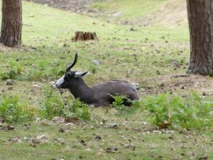 Springbok noir