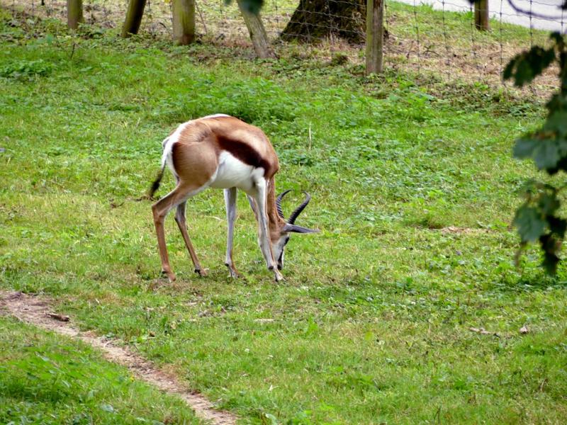 Springbok