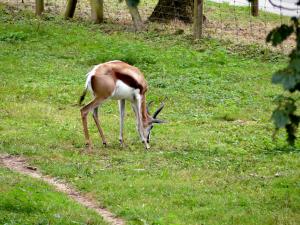 Springbok