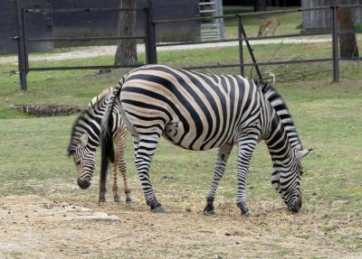 Zèbre de Burchell - 2021