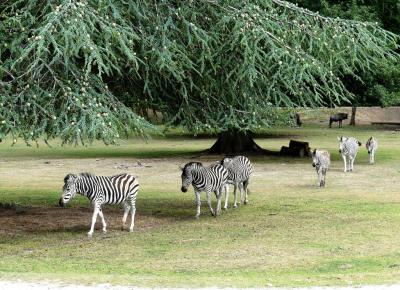 Zèbre de Burchell - 2021