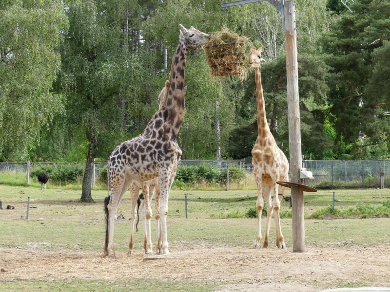 Girafe