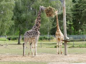 Girafe