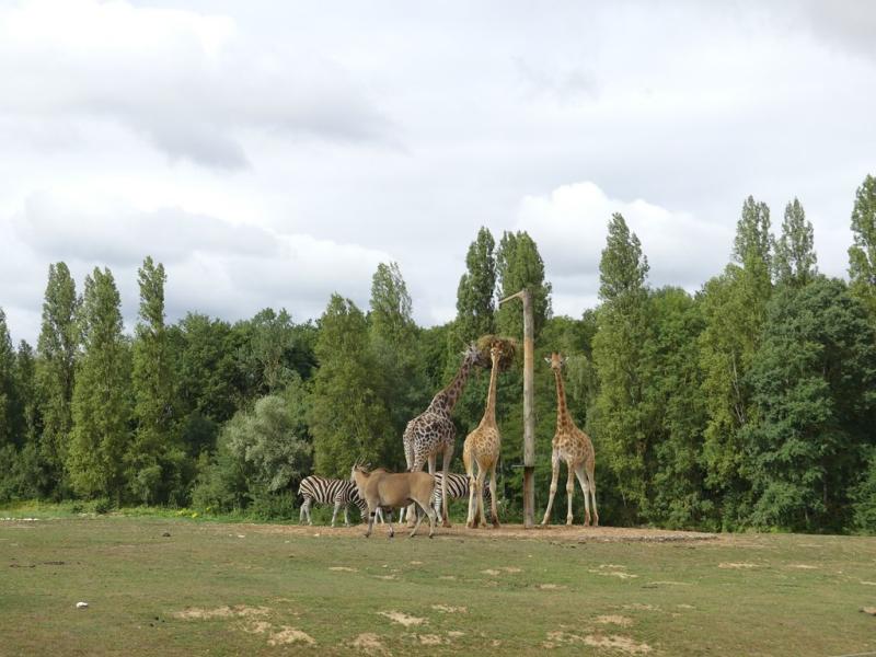 Girafe