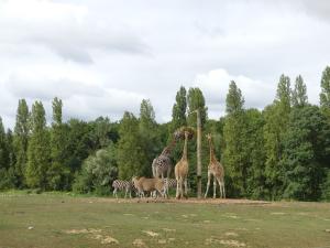 Girafe